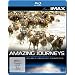 Seen On IMAX: Amazing Journeys - Nature's Greatest Migrations [Blu-ray]
