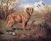 Art Poster Print - Golden Retriever with Decoy - Artist: Judith Gibson - Poster Size: 20 X 16 inches