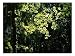 Formosan Sweetgum, Backlit Leaves, Thailand Photographic Poster Print by Dr. Cannon Raymond, 16x12