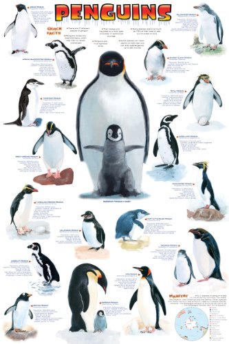 Penguins - Fun Facts and Types 24x36 Poster Animal Poster Print, 24x36