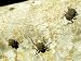 Giant Tenebrionid Beetles, Seychelles Photographic Poster Print by Rick Price, 24x18