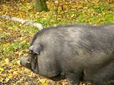 H�ngebauchschwein Mauspad (306)