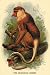 Art Poster, The Proboscis Monkey - 18.75 x 27.5