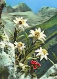 51BY1J54S5L. SL160  digital postcard printing 3D Lenticular POSTCARD GNAPHALIUM/EDELWEISS