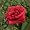 Flowers - Red HT Rose - Greeting Cards-12 Greeting Cards with envelopes