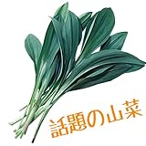 国華園　有用植物苗　行者ニンニク　12株