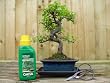 bonsai trees for sale