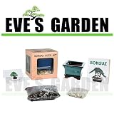 Bonsai Tree Review