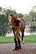 Equi-Star Ladies Pull On Breech