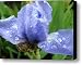 SPRING RAINDROPS Blue Iris Flower Water Baslee Troutman Canvas Print / Canvas Art - Artist Baslee...