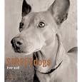 Street Dogs
