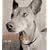 Street Dogs