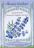 Munstead Lavender Seeds