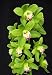Cymbidium King Arthur ‘Green Giant’ orchid seedling