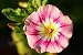 Ensign Mix Morning Glory - 20 Seeds, 1 g