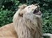 King of the Jungle - Easy Stick Vinyl Wall Art Decal