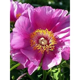 Coral Mu Shao Yao Peony 5 Seeds-Paeonia-Shade Perennial