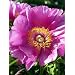 Coral Mu Shao Yao Peony 5 Seeds-Paeonia-Shade Perennial