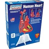 Human Heart Model