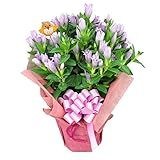 ほんまもん屋 敬老の日 ギフト フラワー りんどう 鉢植え ピンク