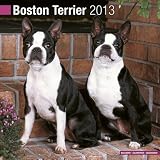 Boston Terrier