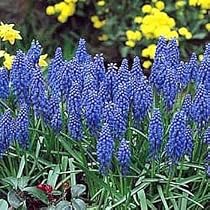 Grape Hyacinths 30 Seeds/Seed - Muscari comosum - Shade