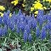 Grape Hyacinths 30 Seeds/Seed - Muscari comosum - Shade