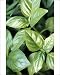 Photographic Prints of ME-1689 Basil from Ardea Wildlife Pets