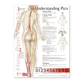 Understanding Pain Anatomical Chart Understanding Pain Anatomical Chart