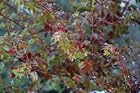 Acer Palmatum Koto Maru - Japanese Maple Tree - Pot Size #1 Gal.