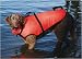 Pet Supplies : Premier Fido Float Life Vest, Tiny