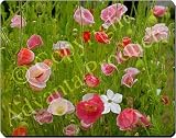  : POPPIES in POPPY FIELD PRINT Mouse Mat