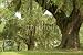 Wallmonkeys Peel and Stick Wall Decals - Live Oaks and Spanish Moss 1 - Removable Graphic