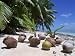 Coconut Palm Seedlings (Cocos Nucifera) on Tropical Beach, Seychelles Stretched Canvas Poster Print