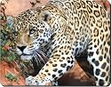 JAGUAR WILDLIFE PHOTO GIFTS Mouse Mat