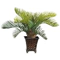 Cycas Palm