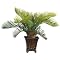 Cycas Palm