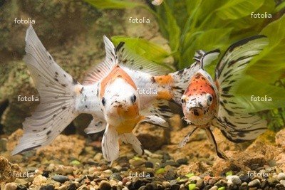 'Two Goldfishes In The Aquarium' Wall Decal - 18