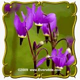 Amethyst Shooting Star (Dodecatheon amethystinum) Jumbo Wildflower Seed Packet - 200 Seeds