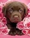 Posters: Dogs Mini Poster - Georgie II (20 x 16 inches)