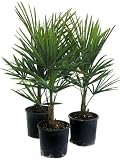 Eigenschaften Palme Per Paket  / Trachycarpus fortunei (Hanfpalme) - 40/50 cm