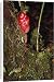 Canvas Prints of BS-793 Zingiber - a type of Ginger, medicinal from Ardea Wildlife Pets