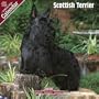 2009 Scottish Terrier Wall Calendar