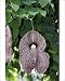 Photographic Prints of WAT-14429 Giant Pelican Flower / giant Dutchmans pipe from Ardea Wildlife Pets