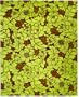 Safavieh SOH611B Handmade Soho Collection Chocolate New Zealand Wool Area Runner, 2-1/2-Feet by 8-Feet