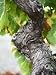 Branch of Old Vine with Gnarled Bark, Collioure, Languedoc-Roussillon, France Botanic...