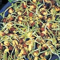Adzuki Beans Sprouting Seeds - 50 Grams -Sweet & Nutty