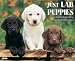 Books : Just Lab Puppies 2009 Calendar (Just)