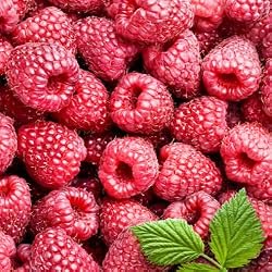 raspberry decaffeinated tea