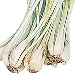 国華園　島ラッキョウ　250g